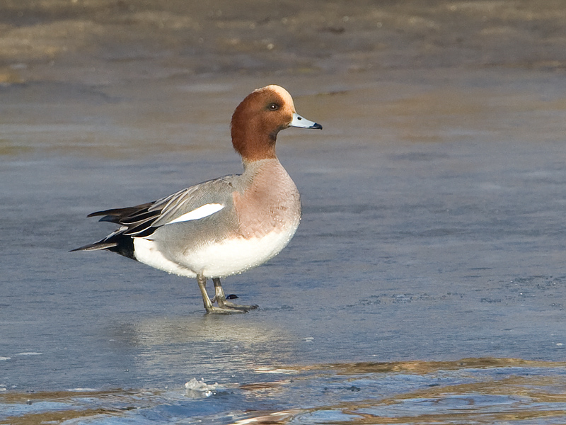 Anas penelope Smient Eurasian Wigeon